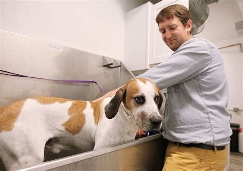 Orphans of the storm animal shelter - Once upon a shelter, there lived a spirited 6-year-old named Sadie Lady. Despite her year-long stay, she was the go-to friendly face in the first kennel...